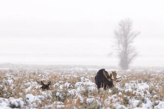 Foggy Moose Morning