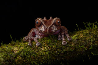 Frogs, Snakes and Other Critters