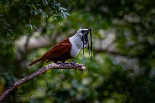 Other Birds of Costa Rica