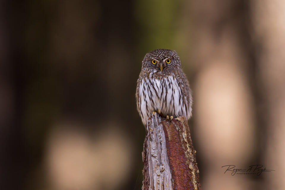 Small Body, Big Claws print