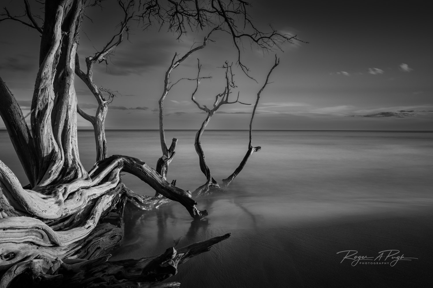 A long exposure at the end of the day makes for this beautiful shot of a tree that ebbs and flows with the tide on the beach.