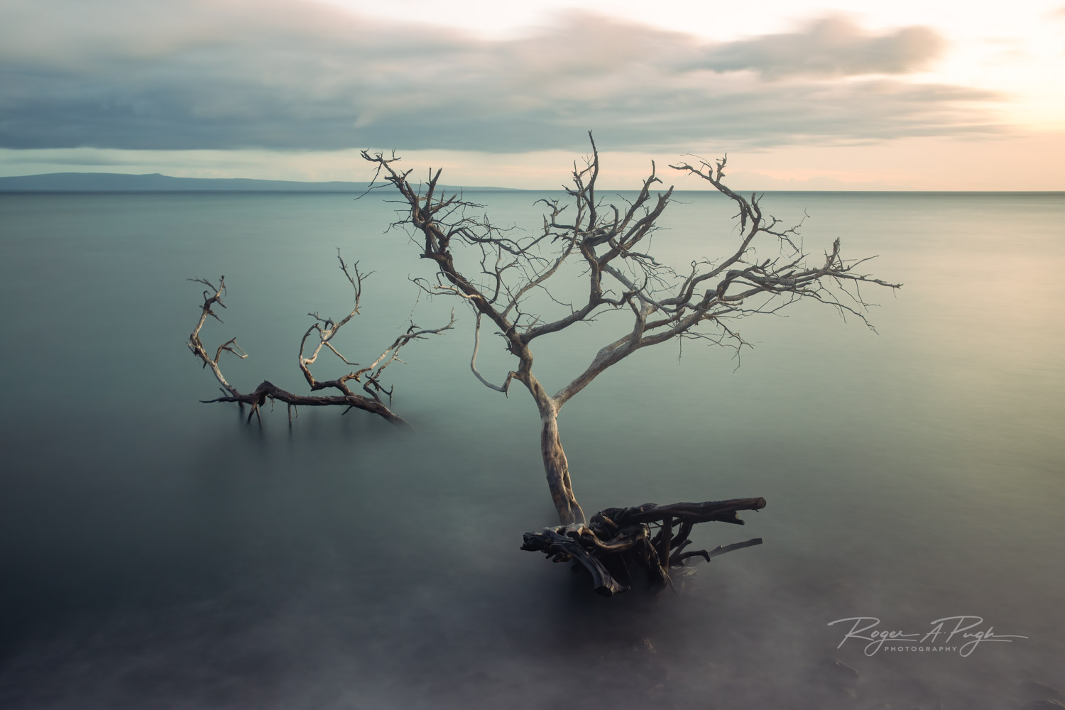 I enjoyed catching these old trees just off shore. They continue to pose for all and any with a camera, or even those who simply...