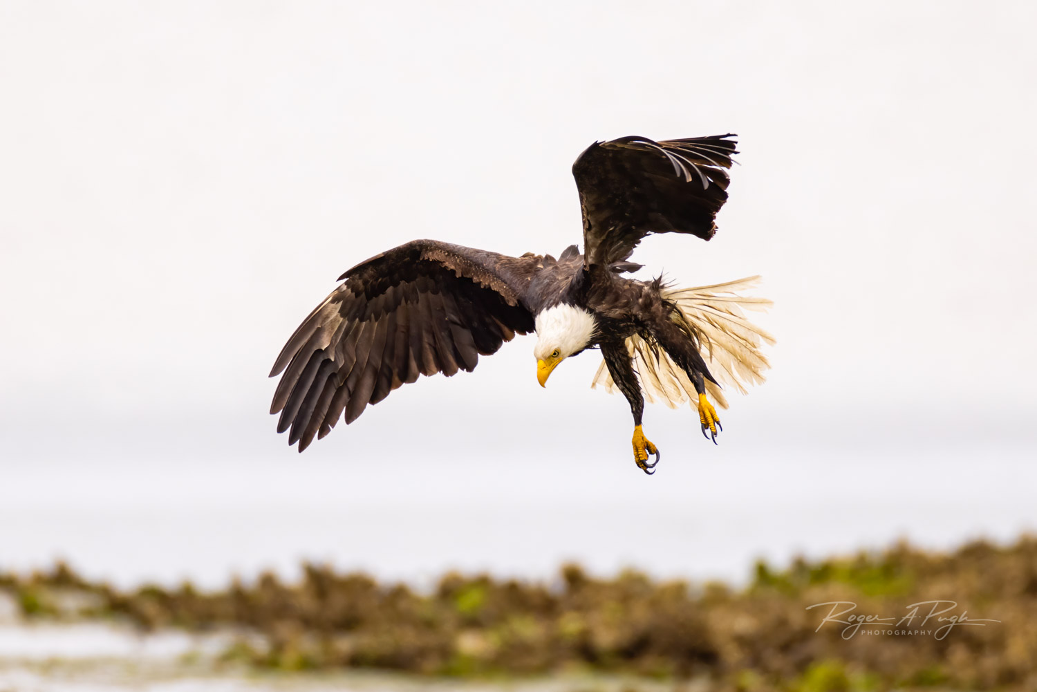 This eagle was flying by and in an instant she pivoted and turned back to grab a fish left by a heron.