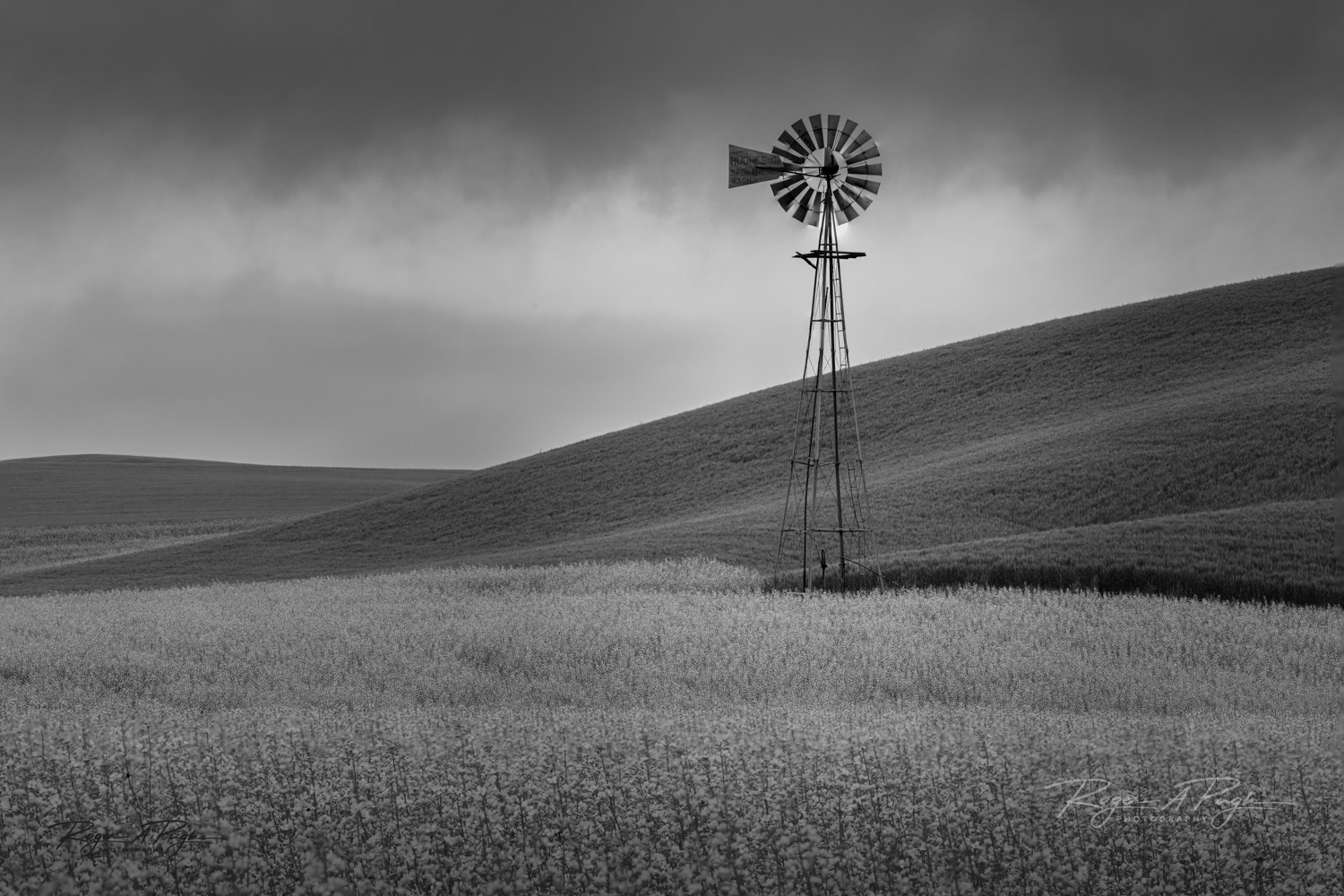 As I drove down a very dusty and bumpy dirt road in between the canola and wheat, this windmill appeared standing tall with a...