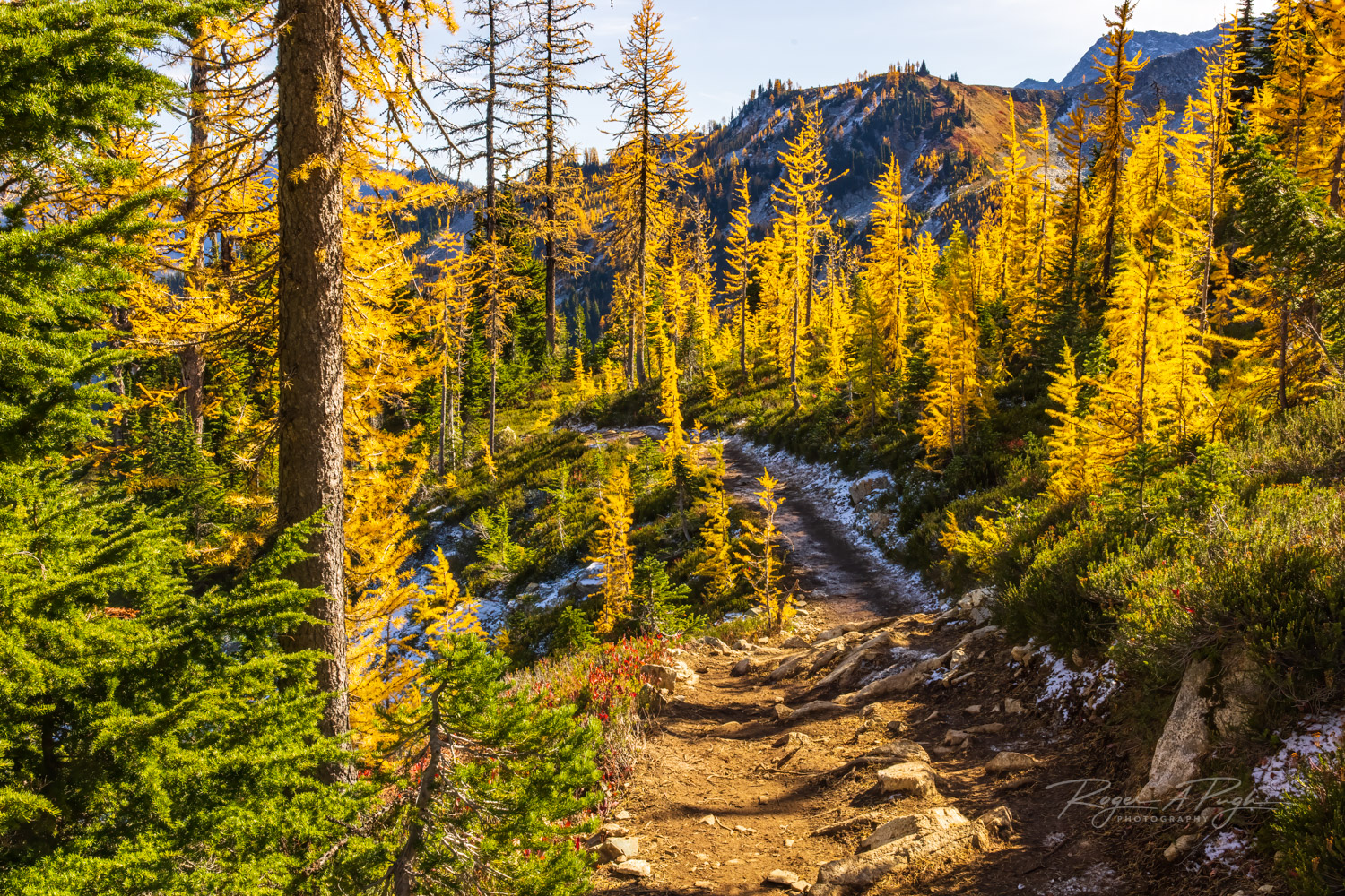 A great spot on the trail lined by the fiery larch trees.