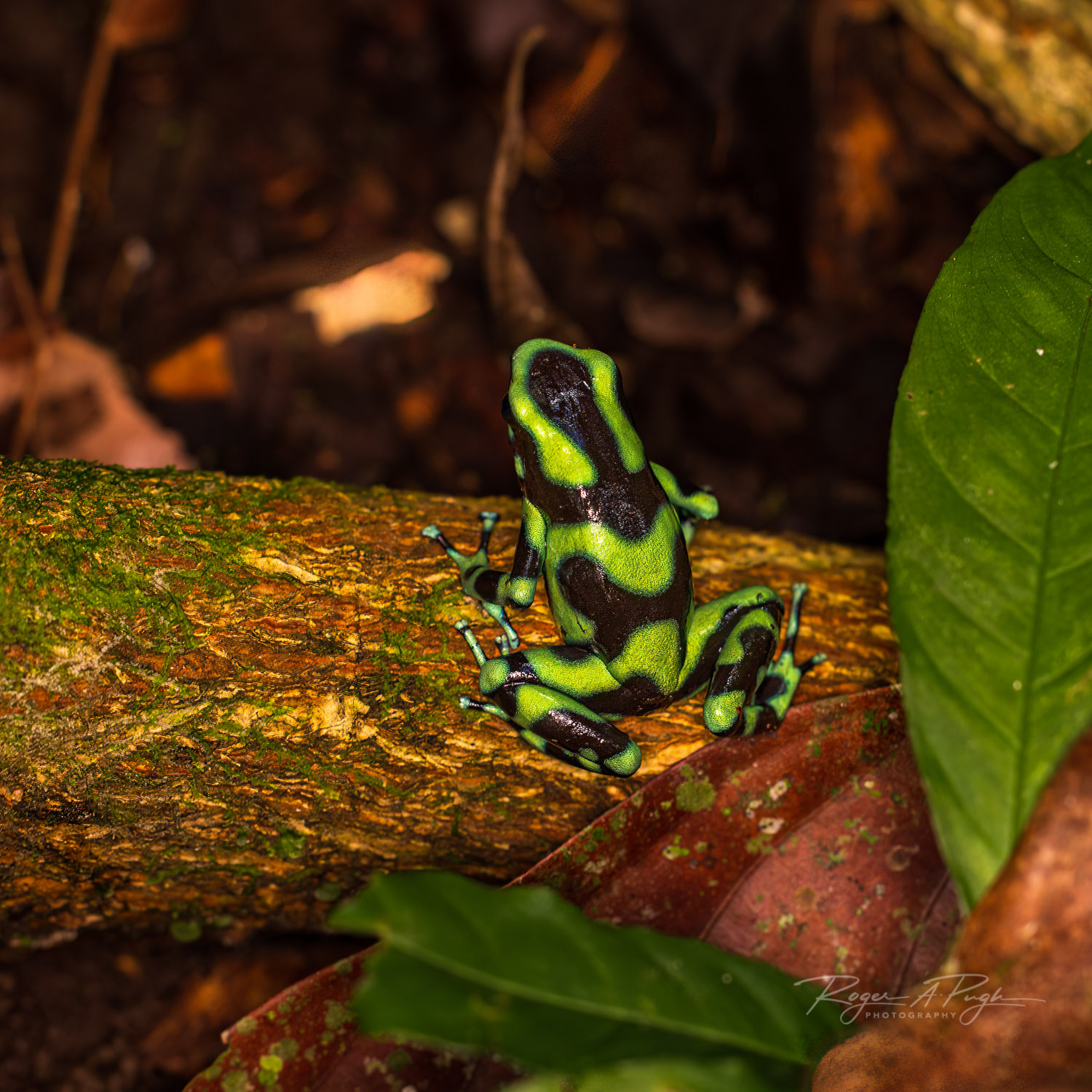This is the Green and Black Poison Dart frog. My guide on this evenings hunt was very nervous that I was getting a bit too close...