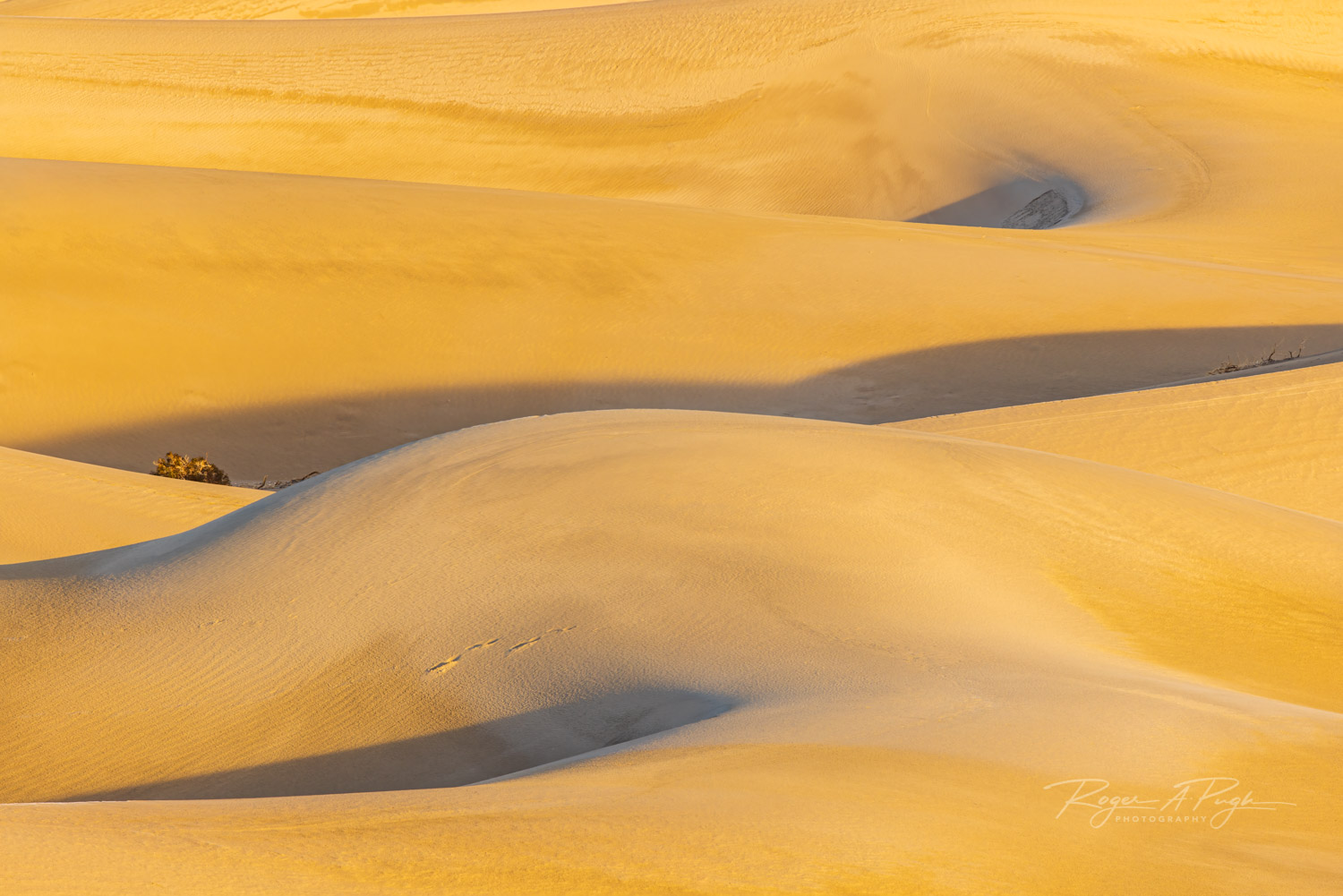 Morning light skipping across the high points of the dunes.