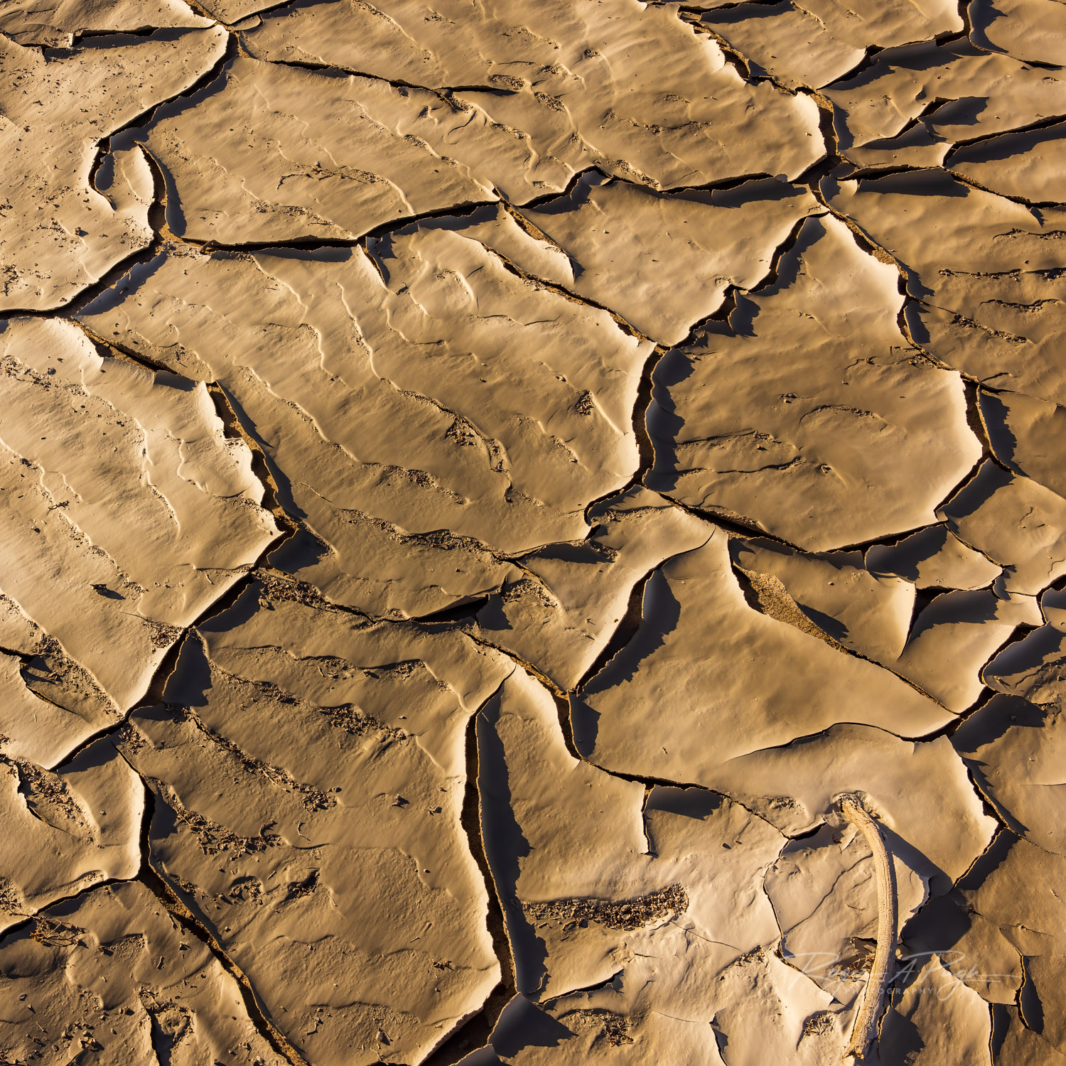 The process of wet sand drying in the hot sun makes for some great textures on the desert floor.