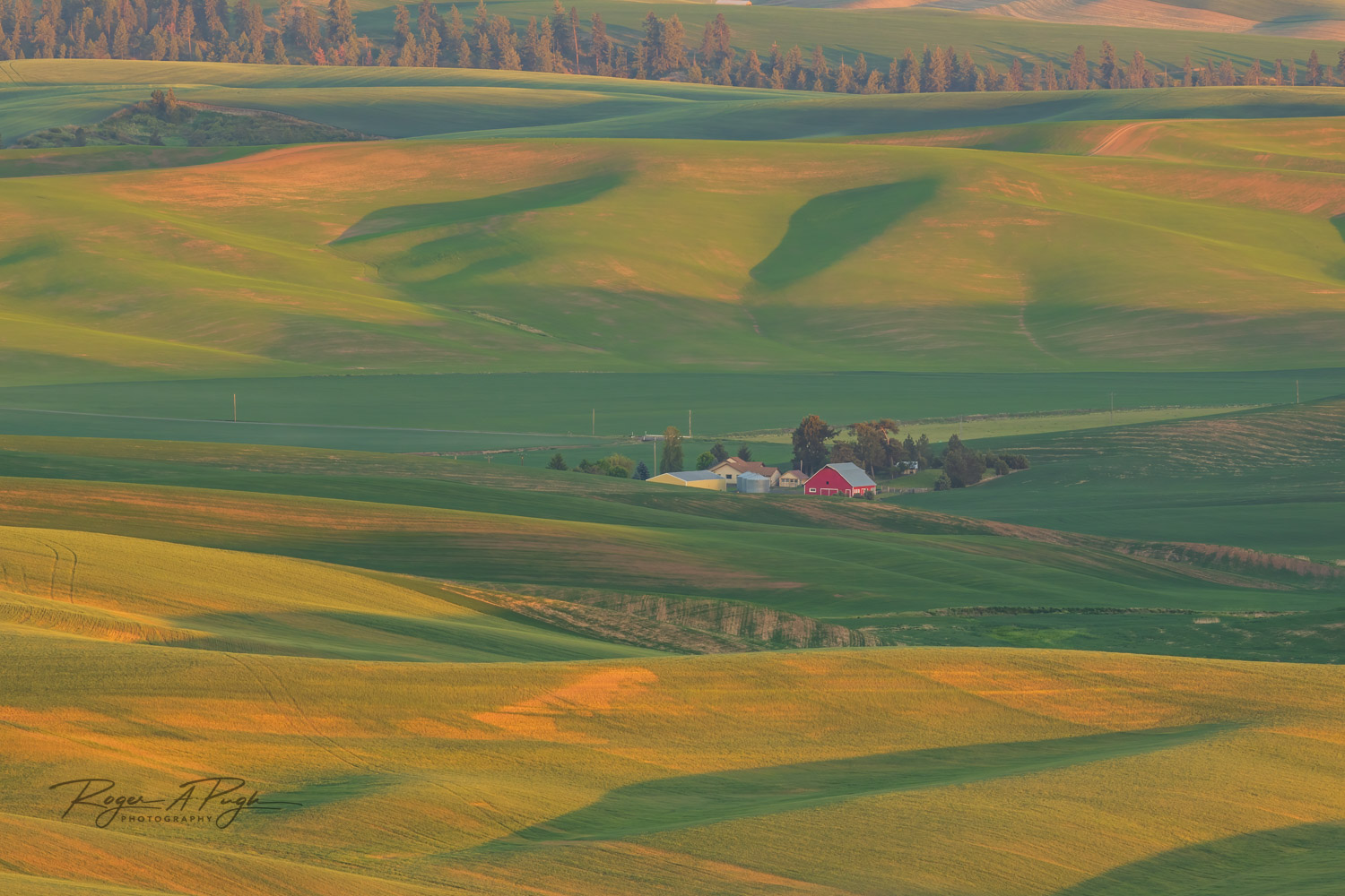 This famous red barn viewed from the towering Steptoe Butte is a favorite for all who visit. It sits down in the late shade of...