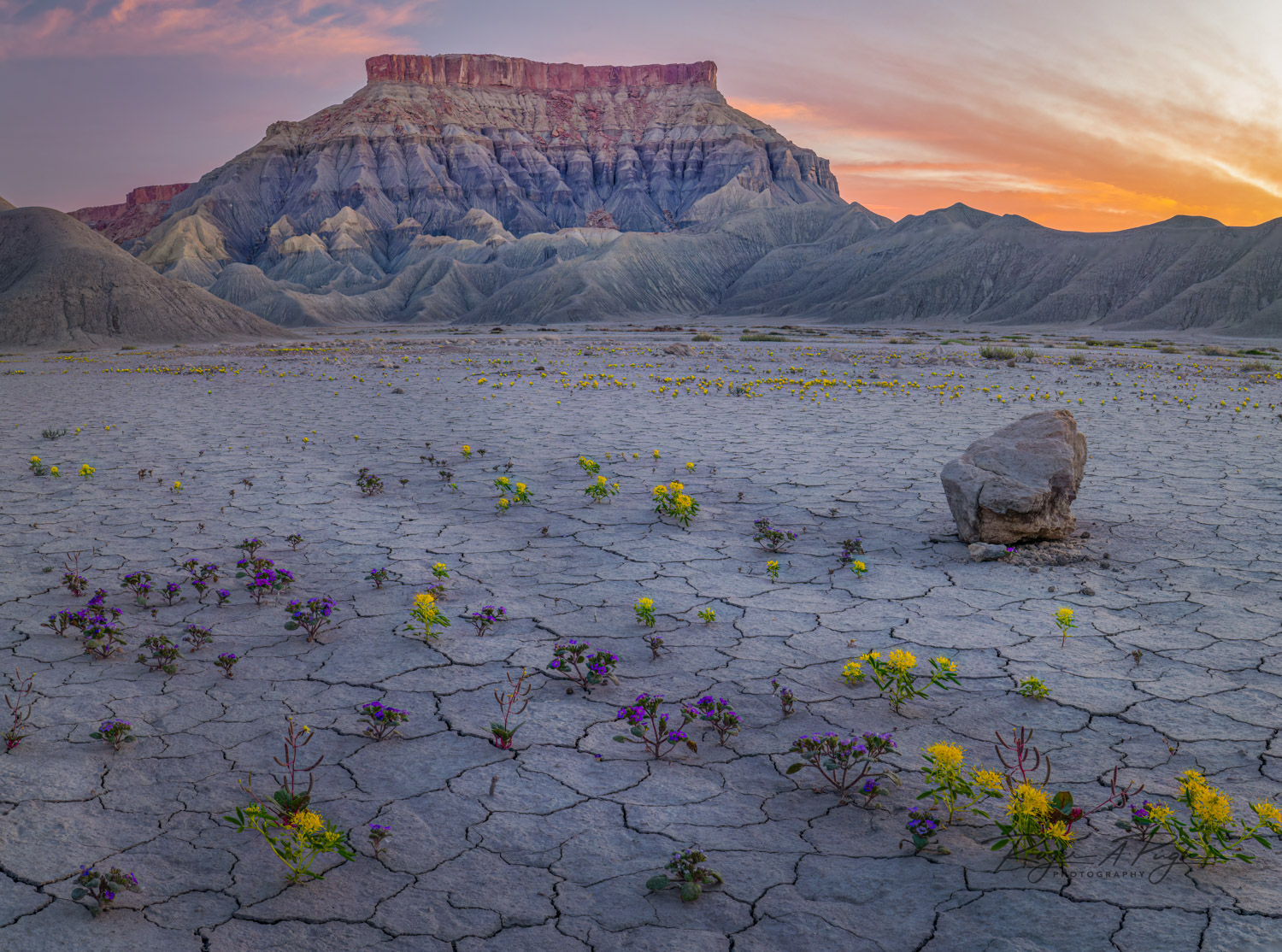 Wild Flowers