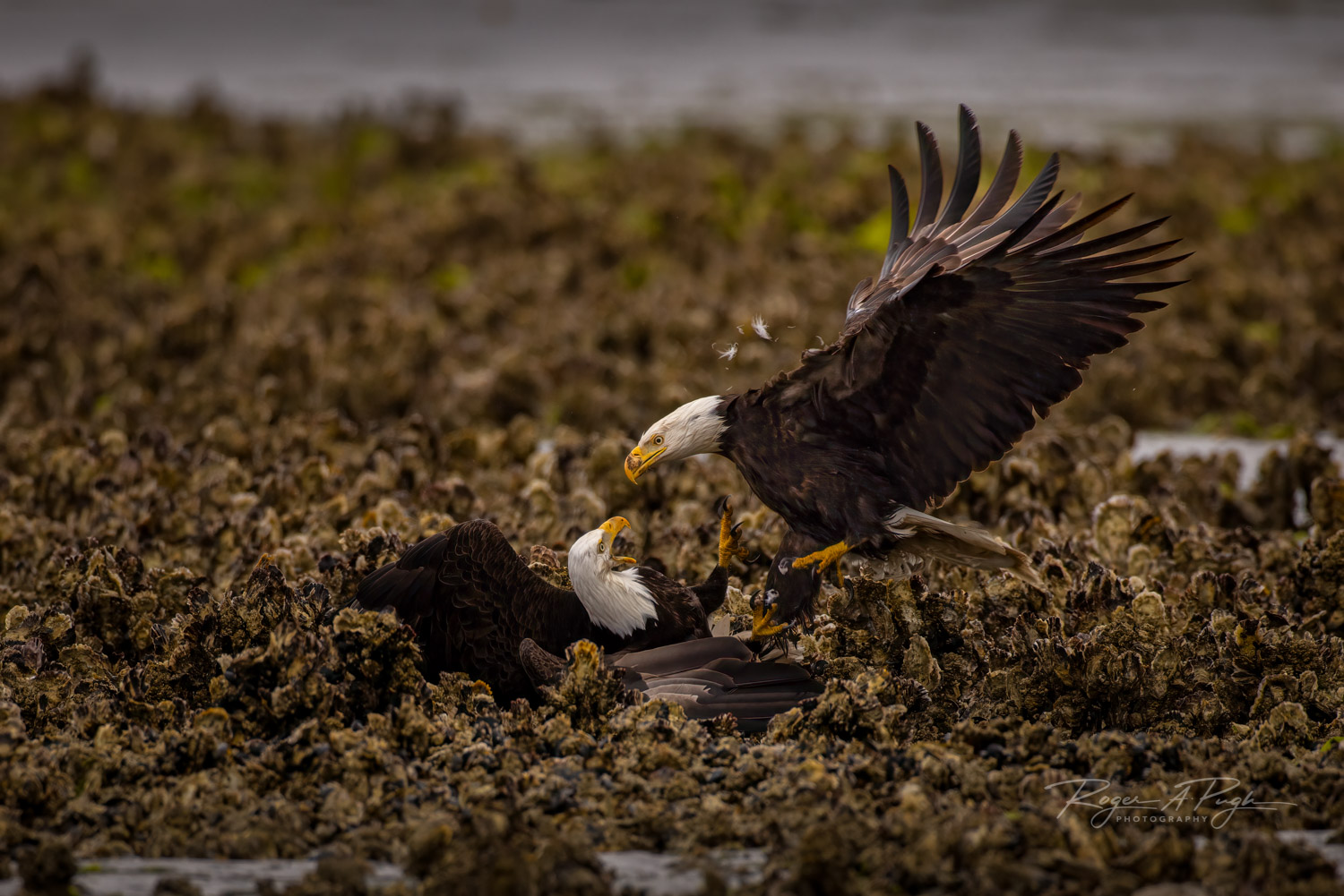 The Tackle Roger A Pugh, Roger A Pugh Photography