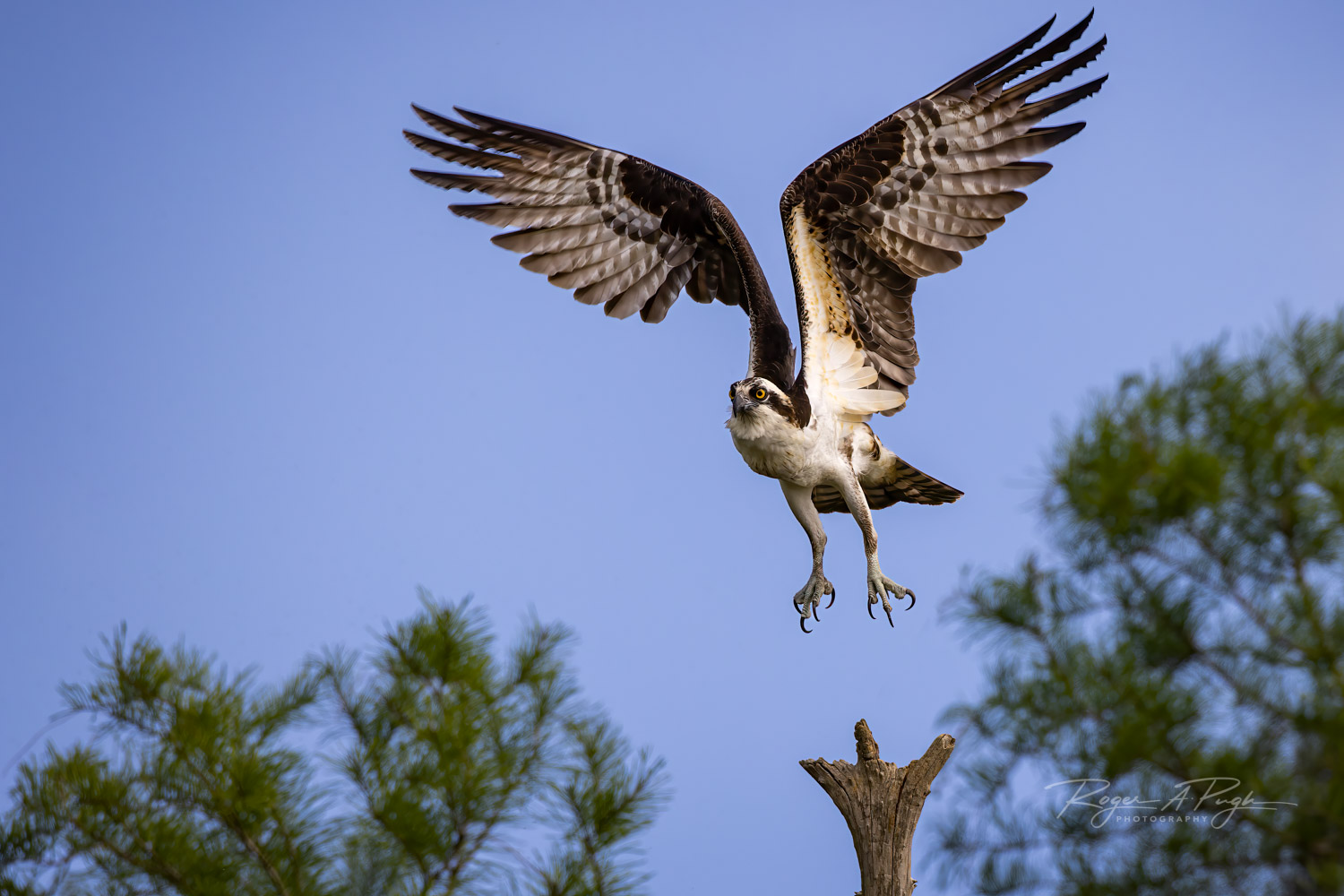 The osprey is a tenacious bird. Not one that I would like to mess with.